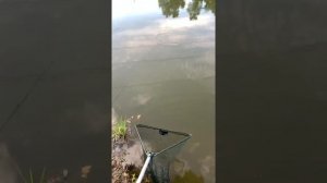 Карп - платка Big Carp  Красногорск