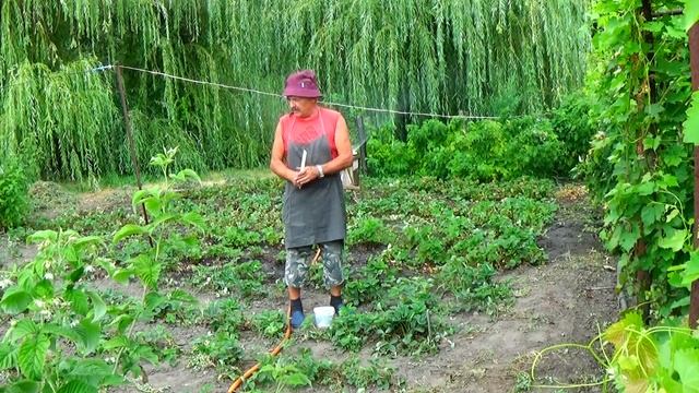 Самый легкий способ подкормки клубники! Когда необходимо поливать ее после уборки урожая? смотреть онлайн