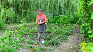 Самый легкий способ подкормки клубники! Когда необходимо поливать ее после уборки урожая?