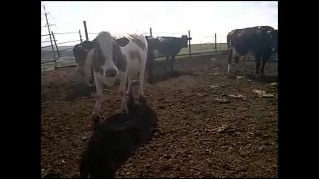 150 ГОЛОВ КОРОВ..ПРОДАЖА КОРОВ молодых от первого отела и ДО 5 ОТЕЛА. +79063333941 КамАгро смотреть онлайн