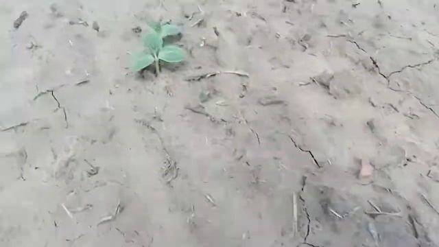 Всходы арбузов 25.05.21 смотреть онлайн