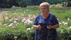 Сажаем пионы правильно