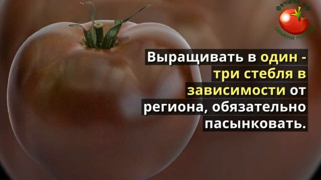 Сорта помидоров, Фиолетовый дракон, Фаззи Ваззи смотреть онлайн