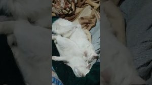 9 марта 2022 г. Котята собрались отдыхать. Котята Бакс и Буся отдыхают. Сон котят. Егоза