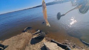 ЛОВЛЯ СУДАКА НА РАКА / ОТВОДНОЙ ПОВОДОК / РЫБАЛКА ПЕРЕД НЕРЕСТОМ С БЕРЕГА