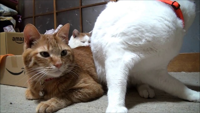Котэ-заначка