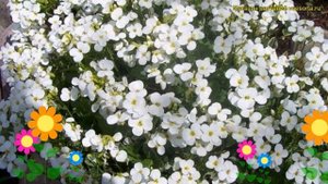 Арабис кавказский Вайт. Краткий обзор, описание характеристик arabis caucasica variegata White
