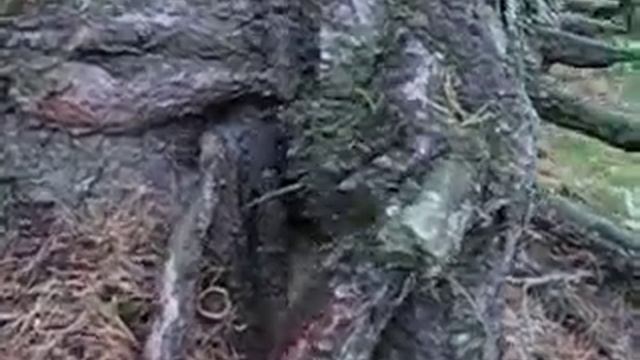 Корневая система сосны (Pínus sylvéstris). Какие корни у сосны