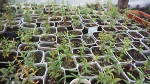 гранат из косточки 2