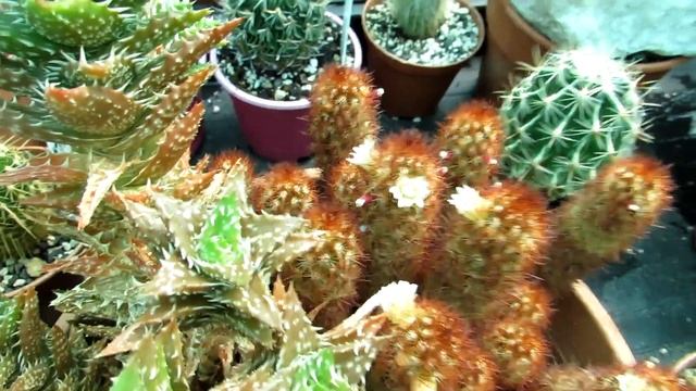 My Mammillaria Elongata 'Copper King' Cactus in Bloom - Ladyfingers Cactus смотреть онлайн