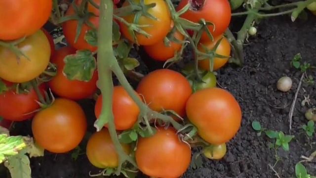 6 низкорослых томатов, которые завалят урожаем в открытом грунте даже в северных регионах смотреть онлайн