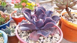 Echeveria hortensia y sus cuidados.