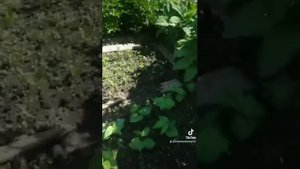 Сады императора. Часть 7