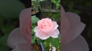 David Austin rose - Kathryn Morley Spring 2021