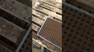 Посадка перца Полет 2021