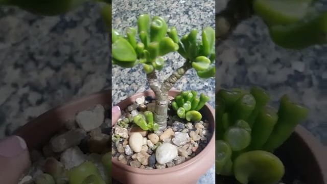 ?crassula ovata gollum