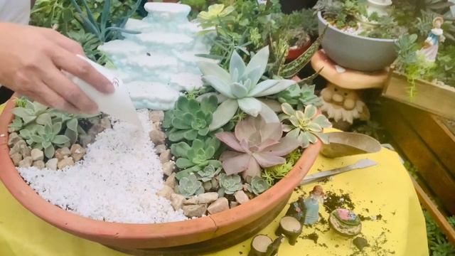 𝐒𝐮𝐜𝐜𝐮𝐥𝐞𝐧𝐭 𝐀𝐫𝐫𝐚𝐧𝐠𝐞𝐦𝐞𝐧𝐭 𝐢𝐧 𝐓𝐞𝐫𝐫𝐚𝐜𝐨𝐭𝐭𝐚 𝐏𝐨𝐭 #succulentgarden #garden