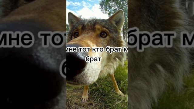 #брат мне не тот кто брат а тот кто брат