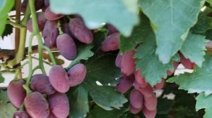 СУПЕР НОВИНКИ ОТ КАЛУГИНА!!!🍇🍇🍇.mp4 WhatsApp и Viber +79528500417, ТЕЛ. +79054033245.