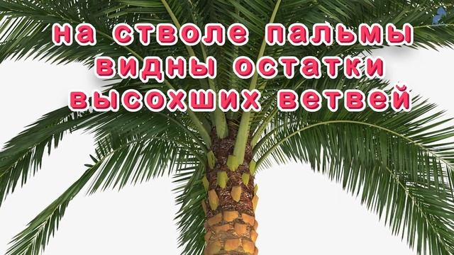 Учим растения с детьми. Энциклопедия растений. Растения для детей.