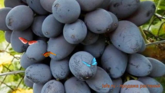Виноград плодовый Кишмиш Юпитер (vitis) ? обзор: как сажать, саженцы винограда Кишмиш Юпитер