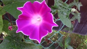 Ипомея.Вертикальное озеленение. часть 2.