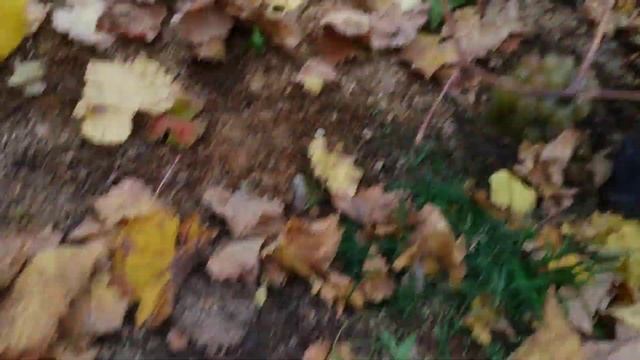 Рислинг Рейнский поздний сбор смотреть онлайн