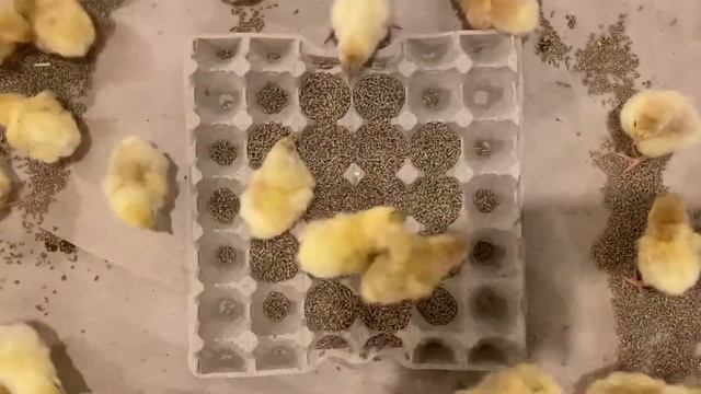 Посадка цыплят в новый корпус ЗАО птицефабрика "Октябрьская"