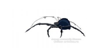 Учимся рисовать паука (как научиться рисовать каракурта) Learn to draw a spider