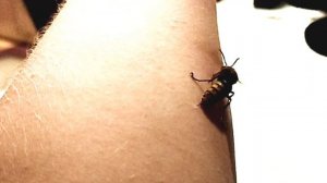 УЖАЛИЛ ШЕРШЕНЬ! 3 УКУСА ШЕРШНЯ в руку. Настолько ли опасен его укус? Hornet sting, Vespa Crabro.