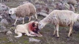 Эта собака боролась за спасение стада, и реакция овец была трогательной