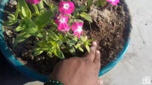 24.How to grow and care Phlox  plant in winter  flowers