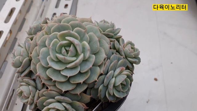 새 식구를 맞이 하는중 줄리엣 스카이로즈 이든스로우핑거~ смотреть онлайн