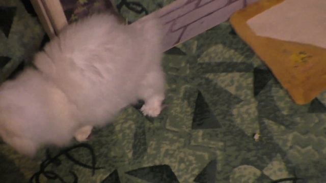 Кошка Туся поставляет животик смотреть онлайн