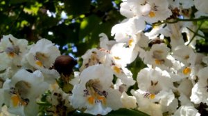 КАТАЛЬПА – МАКАРОННОЕ ДЕРЕВО С Цветами ОРХИДЕИ и ЯБЛОЧНЫМ Ароматом