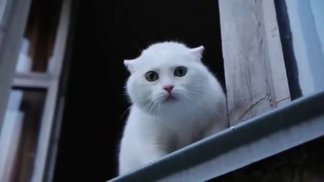 СЕНСАЦИЯ!! Белый кот защищает квартиру! смотреть онлайн