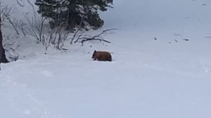 Petunia The Baby Bear Cub Walking Up a Snowy Hill