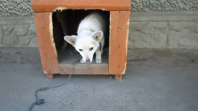 робкий пёс смотреть онлайн