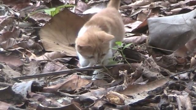 Test handycam Canon LEGRIA FS305 смотреть онлайн