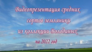 Видеопрезентация средних сортов земляники коллекции Володиных. 22 год