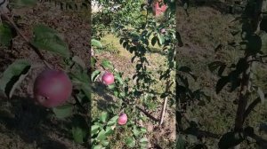 Яблоня Имант: перспективный белорусский сорт.