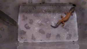 2017.01.30. Кормление эублефара или тараканьи бега / Leopard gecko feeding.