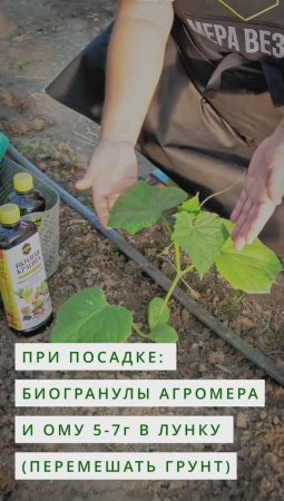 Сажаем огурцы в июле. #garden #овощи #огурцы #огурцывтеплице #лето #теплица #огород #дача #сад
