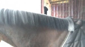 Прореживание гривы лошади