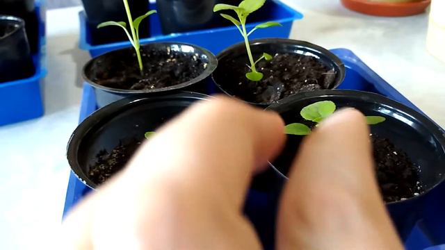 Продолжаю выращивать овощи на подоконнике смотреть онлайн