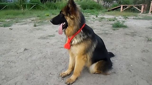 Щенки немецкой овчарки, Фея, 10 мес, нам подарили оберег 31 07 2015 смотреть онлайн