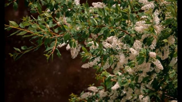 весна смотреть онлайн