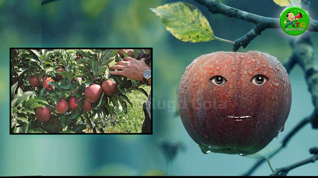 Surprising Things unknown to Apple in Telugu | Apple Latest Facts in Telugu | Apple Facts | #apple смотреть онлайн