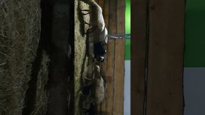 купировка хвостиков резинкой у ягнят Дорпер от третьего дня рождения