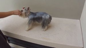 Смешные собаки, дрессировка маленьких собак